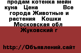 продам котенка мейн-куна › Цена ­ 35 000 - Все города Животные и растения » Кошки   . Московская обл.,Жуковский г.